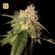 OG Kush · DNA Genetics