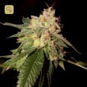 OG Kush Feminizada