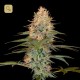 Silver Kush · DNA Genetics