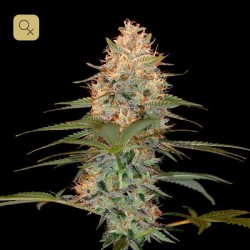 Silver Kush · DNA Genetics