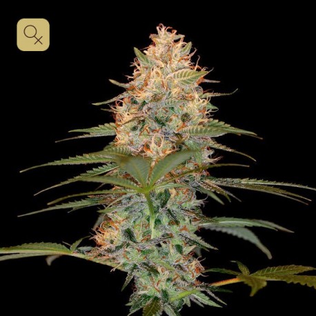 Silver Kush · DNA Genetics