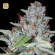 Skywalker Kush · DNA Genetics