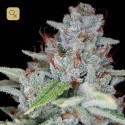 Skywalker Kush