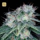 Sour Diesel · DNA Genetics