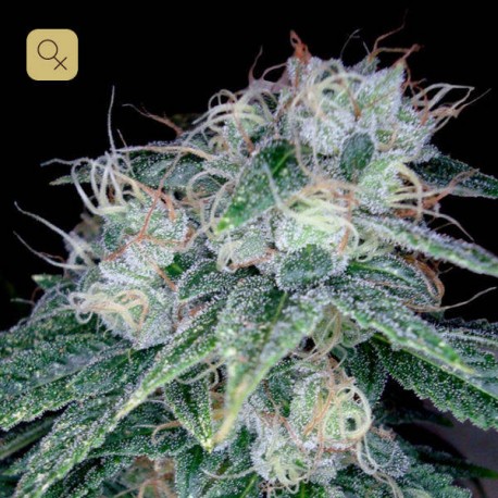 Sour Diesel · DNA Genetics