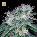 Sour Diesel