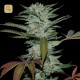 Sour Kush · DNA Genetics