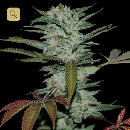 Sour Kush · DNA Genetics