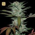 Sour Kush