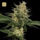 Tangie · DNA Genetics