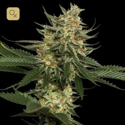 Tangie · DNA Genetics