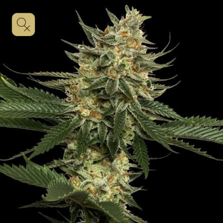 Tangie · DNA Genetics