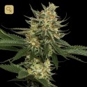 Tangie