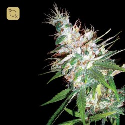 LA Woman Regular · DNA Genetics