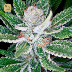 Sleestack Regular · DNA Genetics