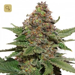 Strawberry Cough · Dutch Passion