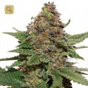 Strawberry Cough