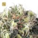 Snow Bud · Dutch Passion