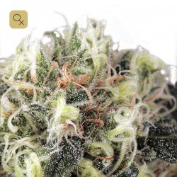 Snow Bud · Dutch Passion