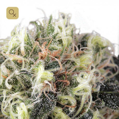 Snow Bud · Dutch Passion