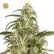 Skunk 11 · Dutch Passion