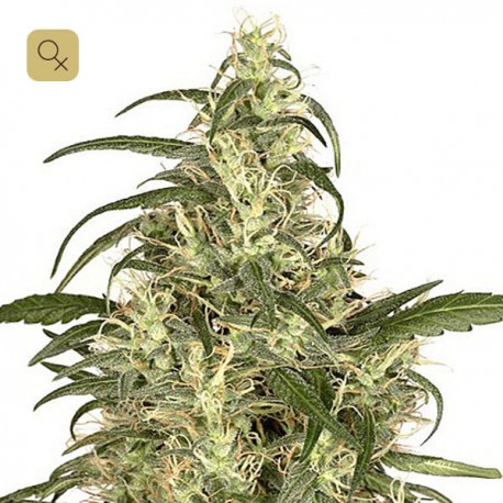 Skunk 11 · Dutch Passion