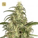 Skunk 11