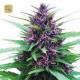 Shaman · Dutch Passion