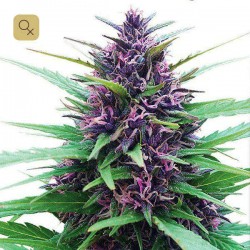 Shaman · Dutch Passion