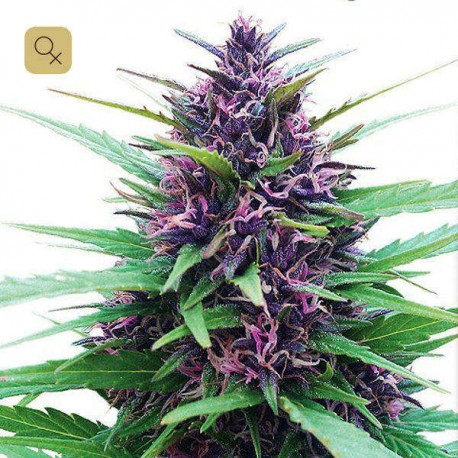 Shaman · Dutch Passion