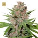 Passion Fruit · Dutch Passion