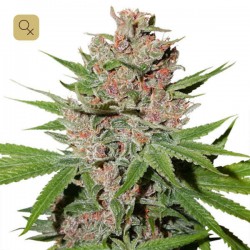 Passion Fruit · Dutch Passion