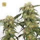 Pamir Gold · Dutch Passion