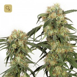 Pamir Gold · Dutch Passion