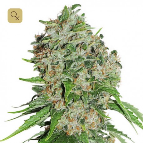 Outlaw · Dutch Passion