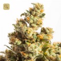 Cannanball OG