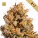 Pure Amnesia Promoción 2x1 · Mr Natural Seeds