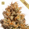 Pure Amnesia