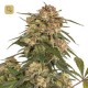 Forest Dream · Dutch Passion