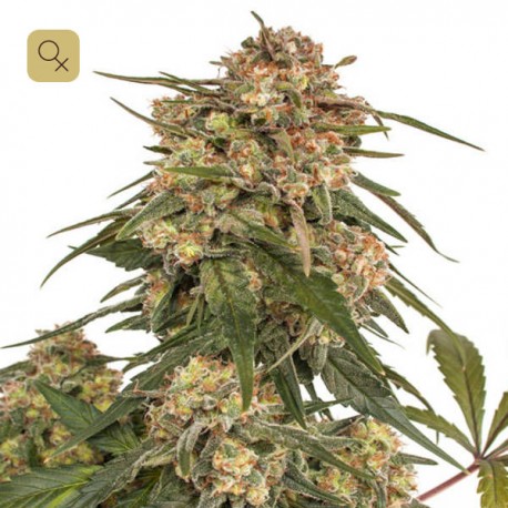 Forest Dream · Dutch Passion
