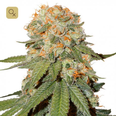 Orange Bud · Dutch Passion
