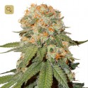 Orange Bud