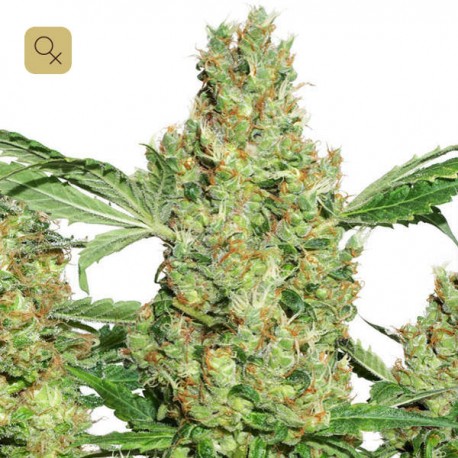Power Plant · Dutch Passion