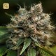Blueberry 2 · Dutch Passion
