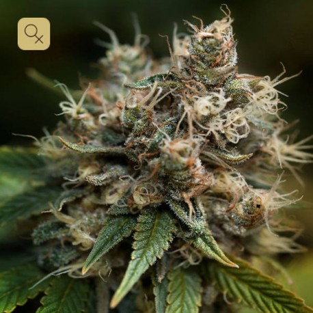 Blueberry 2 · Dutch Passion