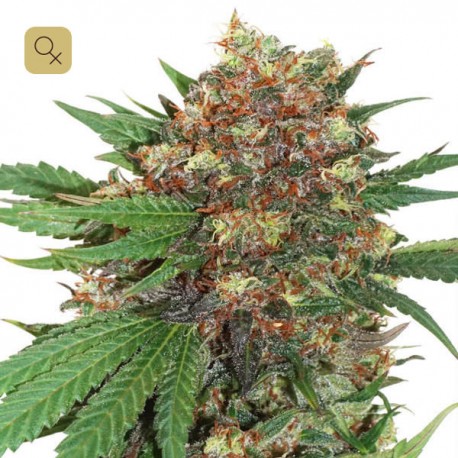 Master Kush | Dutch Passion