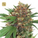Master Kush