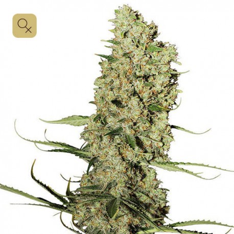 Jorge´s Diamond | Dutch Passion