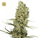 Jorge´s Diamond