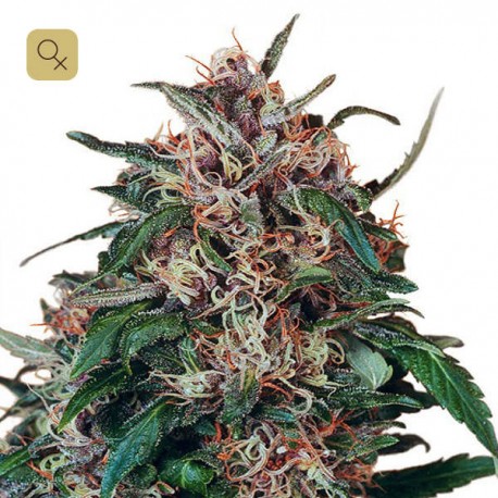 Hollands Hope · Dutch Passion